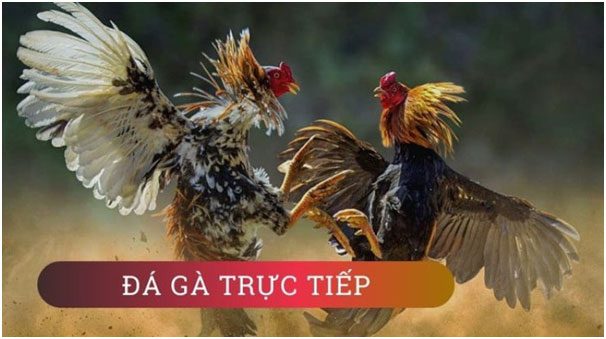 Đá Gà Trực Tiếp Thomo Campuchia - TF88